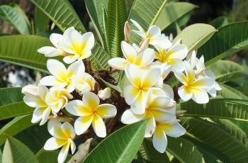 Pohon Kamboja/Pixabay