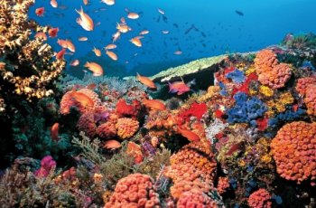Taman Nasional Bunaken. (Pinterest)