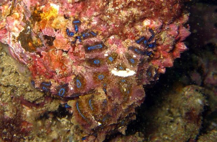 Gurita cincin biru yang sedang menyamar di dalam karang. (Wikipedia/ David Breneman)