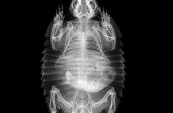 Armadillo berbulu besar. (ZSL London Zoo)