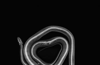 Corn Snake. (ZSL London Zoo)
