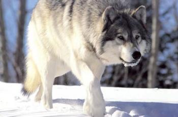 Serigala abu-abu Kanada, Canis Lupus. (Wikipedia/ Chris Muiden)