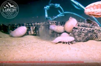 Penampakan Roly Poly sedang melayang dan memakan buaya. (YouTube/ Louisiana University Marine Consortium)