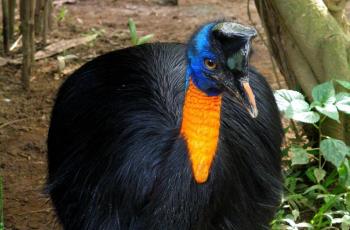Casuarius unappendiculatus. (Wikipedia/ Viajar24)