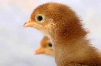 Ilustrasi anak ayam. (Pixabay/ MonkeyLahr)