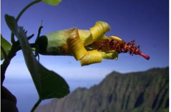 Bunga yang dikira sudah punah sebelumnya. (IUCN Red List)