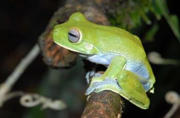 Litoria Pterodactyla. (Stephen Richards)