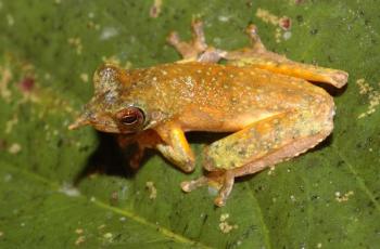 Litoria Vivissimia. (Stephen Richards)