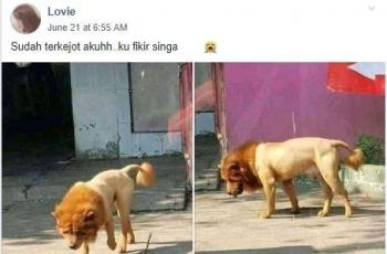 Penampakan anjing yang dicukur ini mirip singa sehingga membuat netizen heboh. (Facebook/ Lovie)