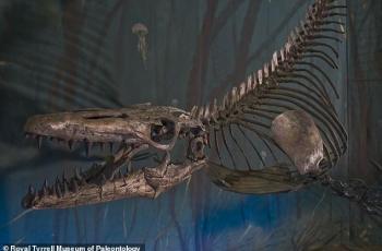 Tylosaurus. (Museum Paleontologi Royal Tyrell)