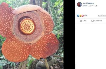 Time lapse bunga bangkai. (Facebook/ Joni Hartono)