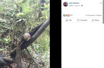Time lapse bunga bangkai. (Facebook/ Joni Hartono)