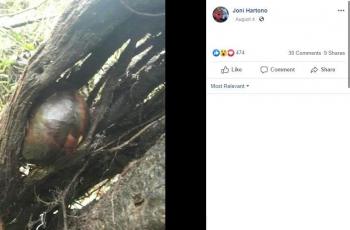 Time lapse bunga bangkai. (Facebook/ Joni Hartono)
