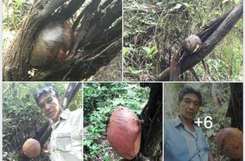 Posingan mengenai bunga bangkai viral di Facebook. (Facebook/ Joni Hartono)