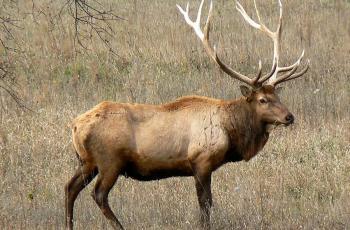 Ilustrasi rusa. (Wikipedia/ Mongo)