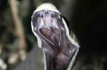 Ilustrasi ular black mamba. (Wikipedia/ Tad Arensmeier)