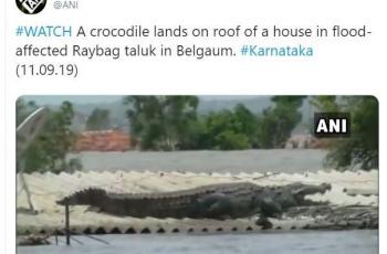 Buaya terlihat ada di genteng rumah warga. (Twitter/ ANI)