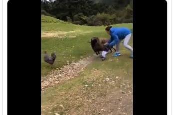 Aksi dan reflek cepat sang ibu saat menyelamatkan anaknya dari serudukan kambing bikin netizen heboh. (Twitter/ AnimatesAustin)