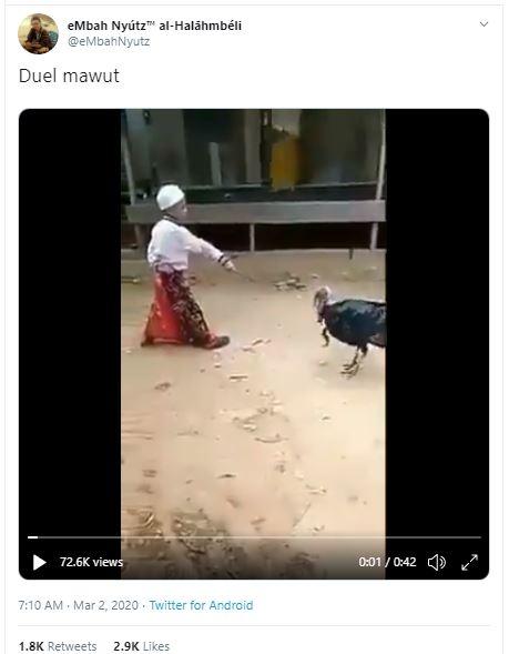 Video seorang bocah yang melakukan duel dengan ayam kalkun ini viral di Twitter. (Twitter/ eMbahNyutz)