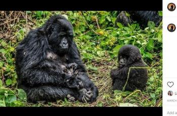 Gorila gunung di Virunga National Park. (Instagram/ virunganationalpark)