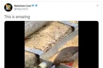 Video yang dianggap netizen sebagai ''bebek memberi makan ikan'' ini mendapatkan beragam komentar kekaguman. (Twitter/ NaturismC)