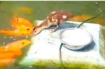 Bebek yang seperti memberi makan ikan. (Facebook/ Interesting Amazing World)