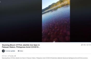 Akun Facebook ini mengabarkan adanya ubur-ubur pink di tengah pembatasan virus corona. (Facebook/ Corona Update)