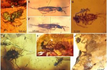 Katta qorinli ayollarning porno fotosuratlari