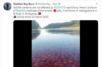 Peneliti mengonfirmasi bahwa aktivitas blooming ubur-ubur pink tak ada hubungannya dengan virus corona. (Twitter/ SheldonRey)