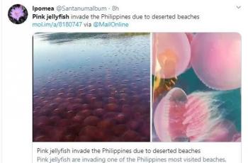 Banyak netizen yang mengaitkan bahwa ribuan ubur-ubur pink menginvasi karena pantai ditinggalkan orang-orang. (Twitter)