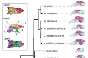 Perbandingan ukuran sinus antara beruang purba yang punah dan beruang yang berhasil bertahan. (Jurnal Science Advance)