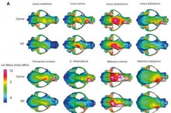 Gambar A memperlihatkan tengkorak beruang yang bertahan hidup sementar gambar B memperlihatkan tengkorak beruang yang punah. (Jurnal Science Advance)