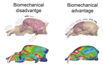 Ruang sinus besar yang ada pada beruang gua purba diprediksi menjadi faktor kepunahan mereka. (University of Malaga/ Alejandro Pérez-Ramo)