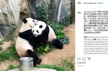 Panda raksasa bernama Ying Ying dan Le Le saat bermain dan bermesraan. (Instagram/ hkoceanpark)