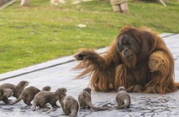 Orangutan terlihat berinteraksi dengan berang-berang. (Pairi Daiza Zoo/ Pascale Jones)