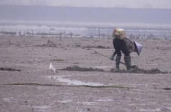 Burung di pesisir menilai manusia dari pakaian yang dikenakan mereka. ( Jurnal Global Ecology and Conservation)
