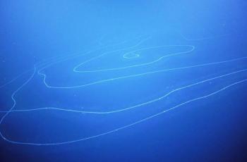 Siphonophore, hewan terpanjang di dunia. (Schmidt Ocean Institute)