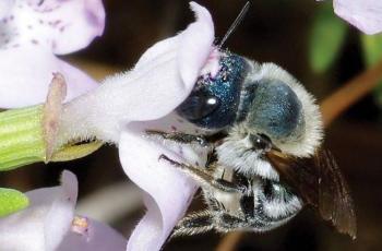Osmia calaminthae atau spesies lebah biru saat hinggap di bunga Calamintha ashei. (Jurnal Zookeys)