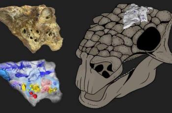 Rekonstruksi 3D dari tengkorak ankylosaurus Bissektipelta archibaldi. (Jurnal Biological Communications)