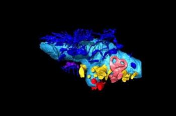 Rekonstruksi virtual 3D dari tempurung otak ankylosaurus. Merah muda merupakan warna telinga bagian dalam, kuning adalah syaraf, dan biru merupakan gips endokranial (Jurnal Biological Communications)