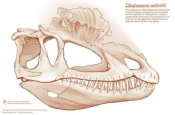 Struktur tulang kepala Dilophosaurus. (Press Release Eurek Alert/ The Saint George Dinosaur Discovery Site/ Brian Engh)