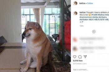 Seekor anjing Shiba Inu yang jadi awal mula meme. (Instagram/ balltze)