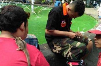 Komunitas pecinta sugar glider KSGI. (Suara.com/ Firsta Nodia)