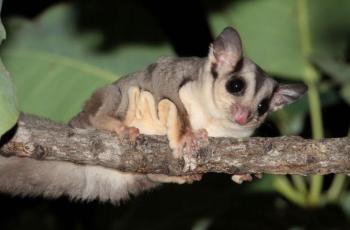 Savanna glider, terpisah dari spesies sugar glider. (Press Release Charles Darwin University/ Michael J. Barritt)