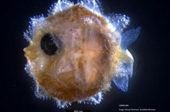 Larva ikan Mola alexandrini berukuran 5 milimeter. (Press Release Australian Museum/ Kerryn Parkinson)