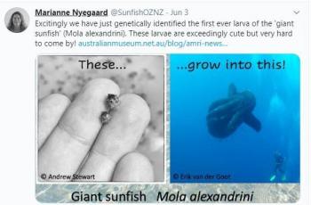 Perubahan bentuk larva sunfish atau ikan Mola menjadi berukuran raksasa. (Twitter/ SunfishOZNZ)
