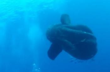 Perbandingan Mola alexandrini dengan manusia. (YouTube/ Sunfish Research)