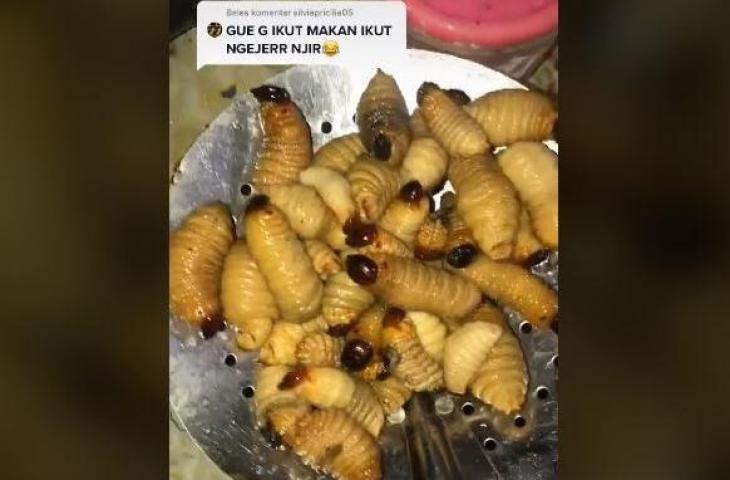 Dimakan ulat yang boleh Fiqah perlu