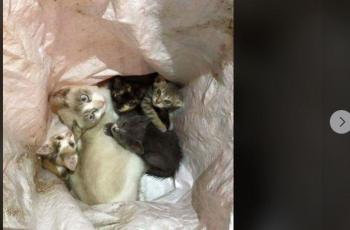 Gambar serupa mengenai karung di pinggir jalan yang berisi kucing. (Facebook)
