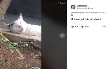 Kucing yang awalnya dikira tewas ini malah bikin netizen ngakak. (TikTok/ radenramo)